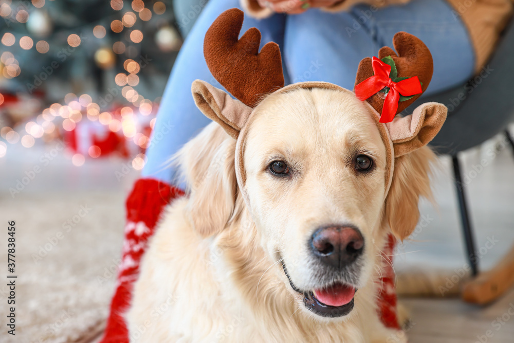 Cute dog with owner at home on Christmas eve