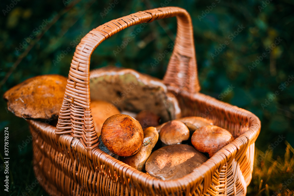 Basket of wild mushrooms freshly picked from the local forest