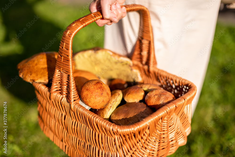 Basket of wild mushrooms freshly picked from the local forest