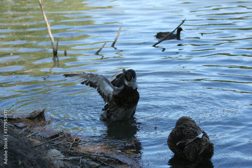 canard se rafraichissant dans létang