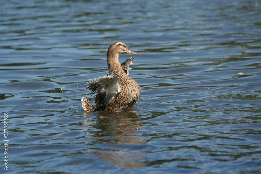 la danse du cygne interprété par un canard