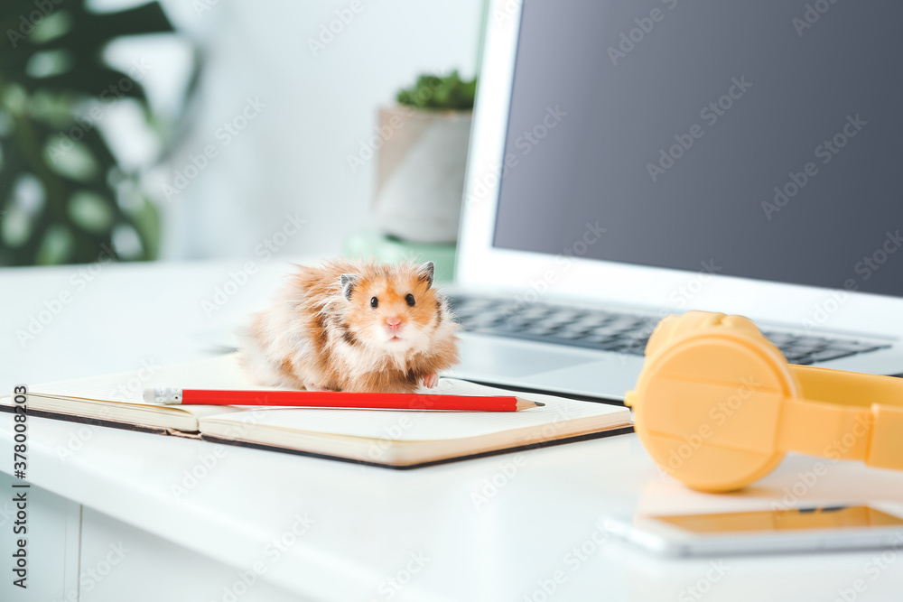 Curious funny hamster on table