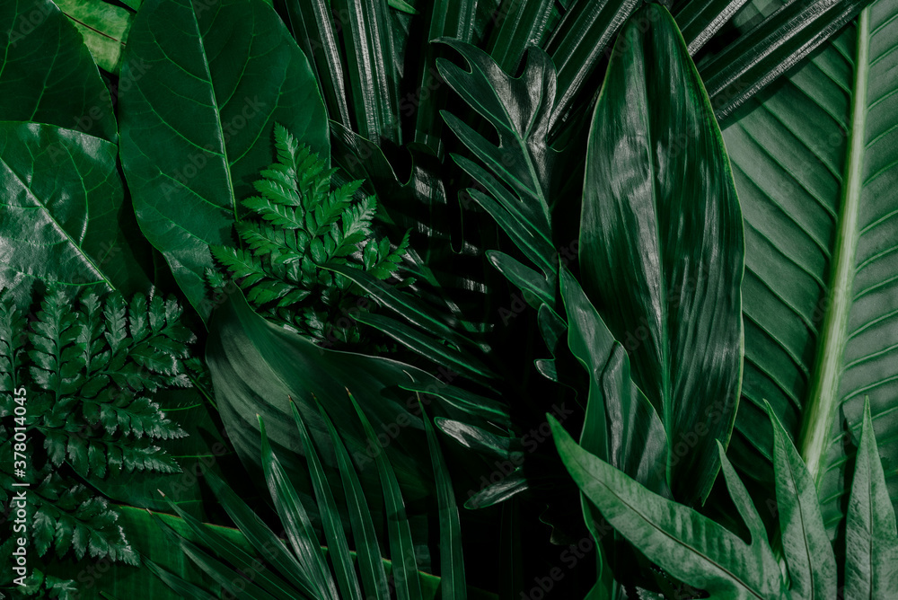 Background with dark green tropical leaves, fresh flat background. Flat lay. Nature concept