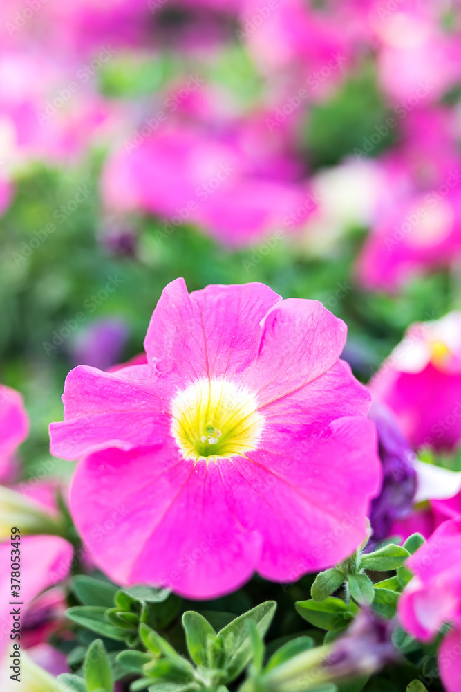 Petunia/Rose red flowers