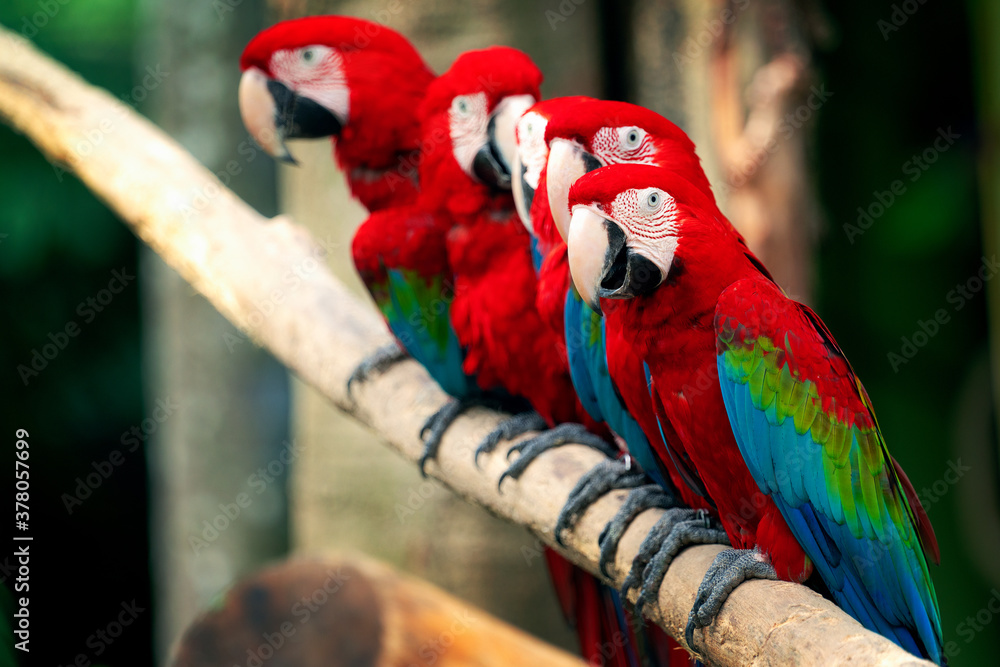 A group of Macaw birds