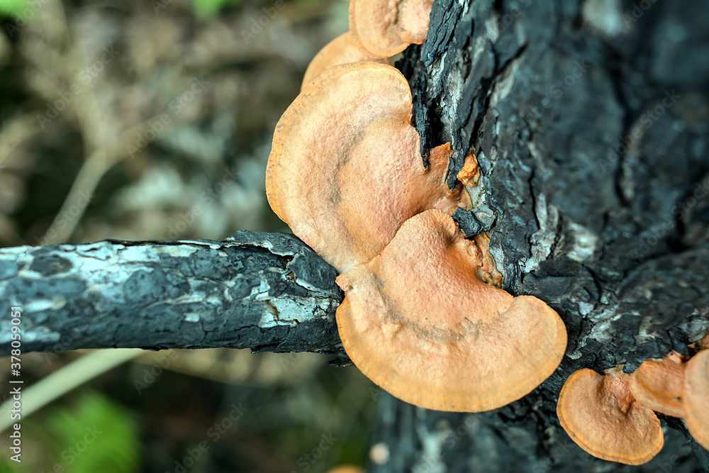 Ganoderma applanatum/pine/Forest background material