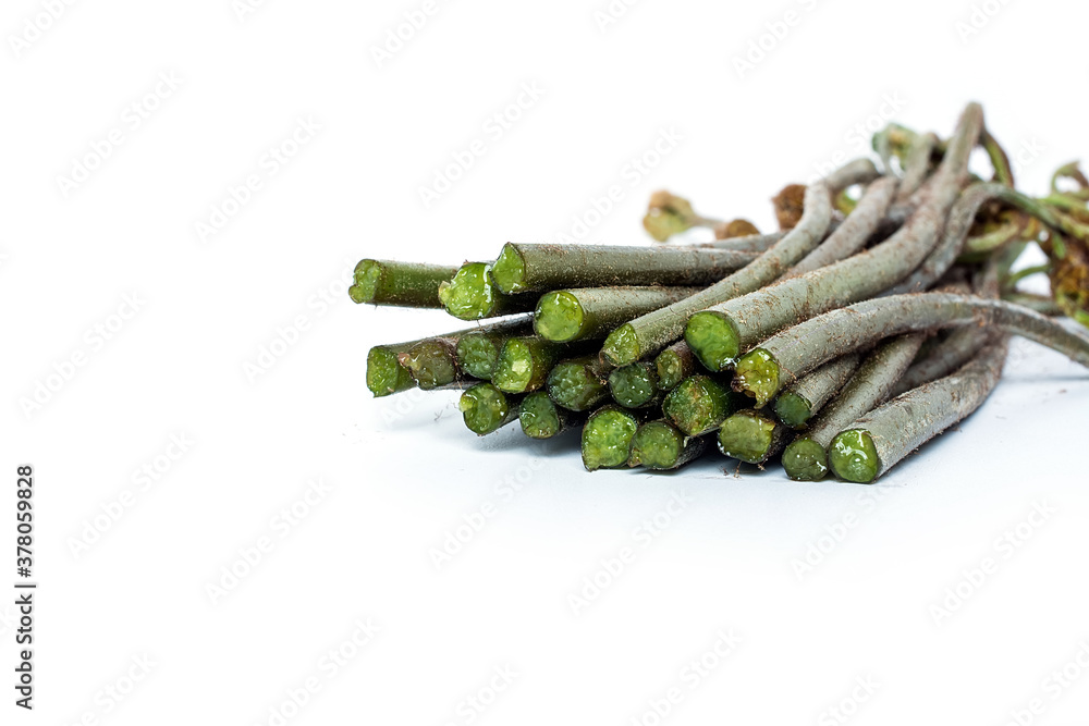 Fresh bracken on white background