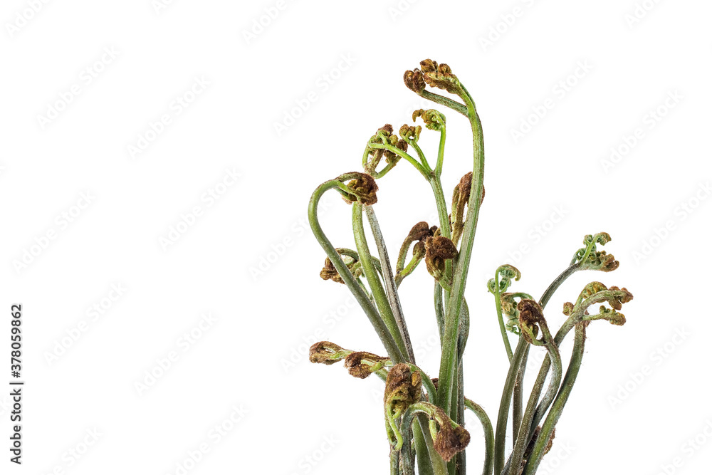 Fresh bracken on white background