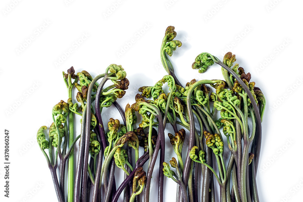 Fresh bracken on white background