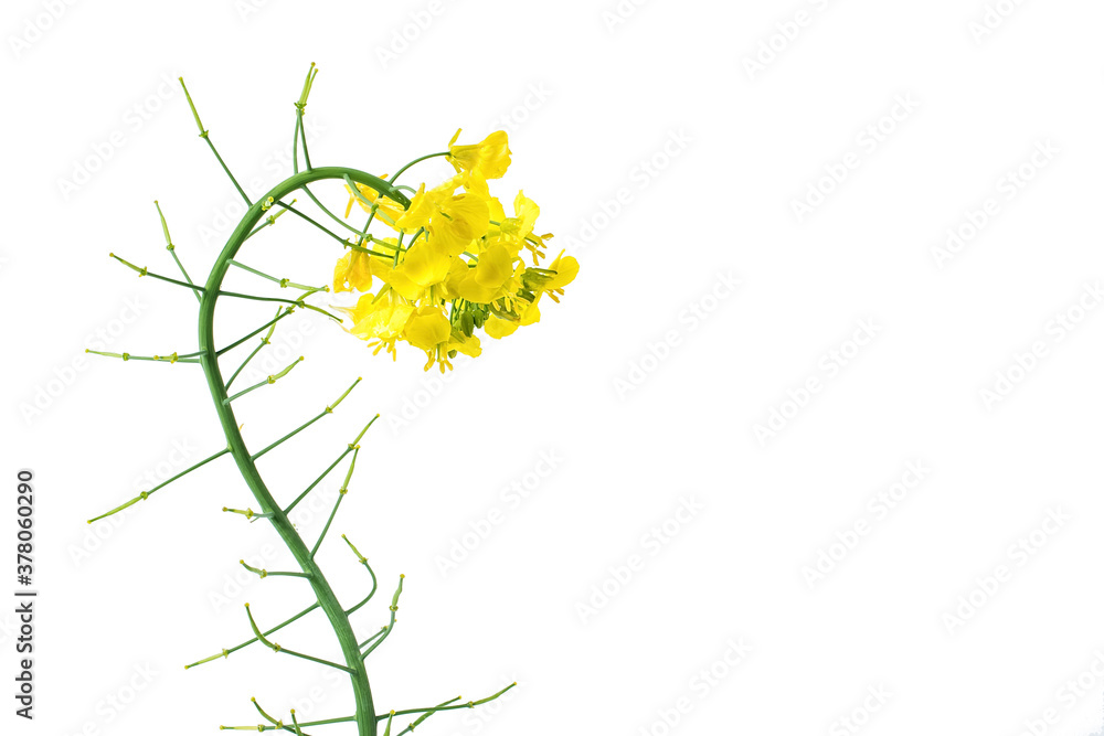 Golden yellow rapeseed flowers on white background