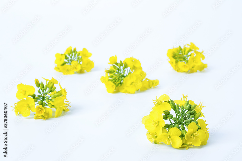 Golden yellow rapeseed flowers on white background