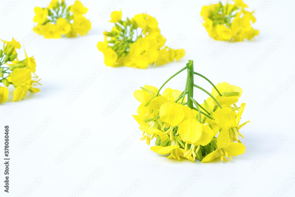 Golden yellow rapeseed flowers on white background