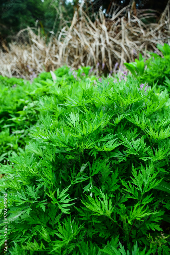 Fresh wormwood growing in the wild in spring