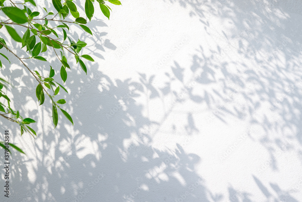 abstract background of shadows and green leaf on a white wall.