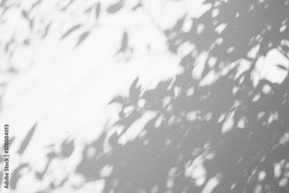 abstract blur of shadows leaf on white cement wall background