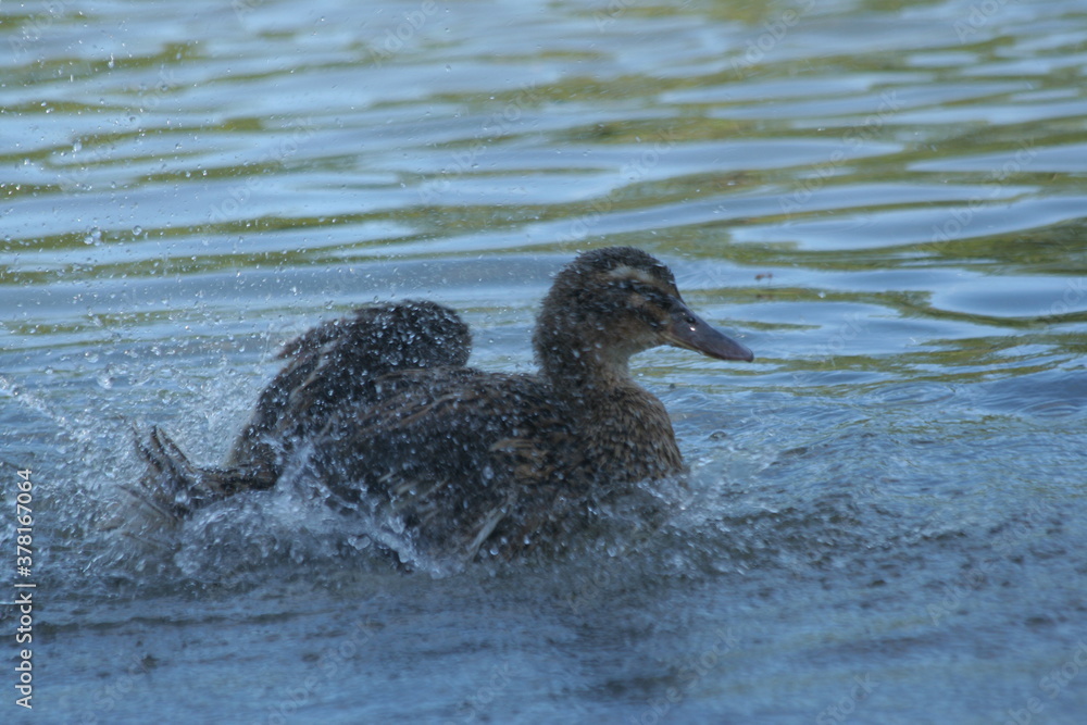 canard se rafraichissant dans leau