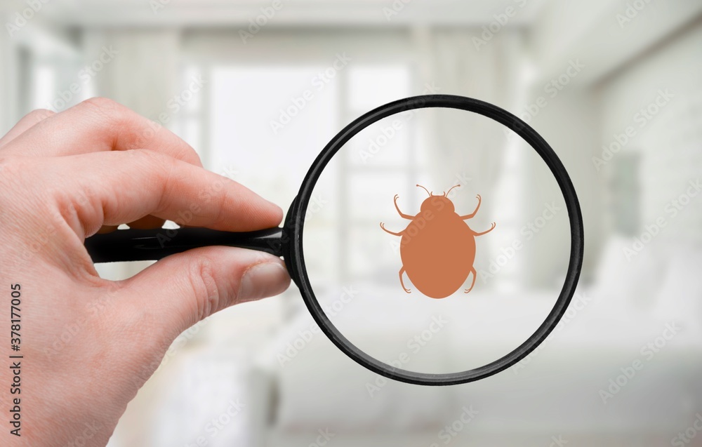 Control pest concept. Hand with a magnifying glass and insect