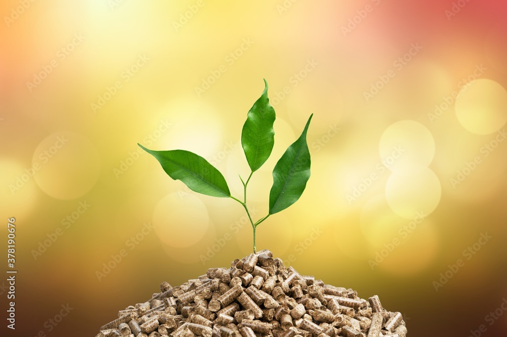 Growing young plant tree in wooden fertilizer