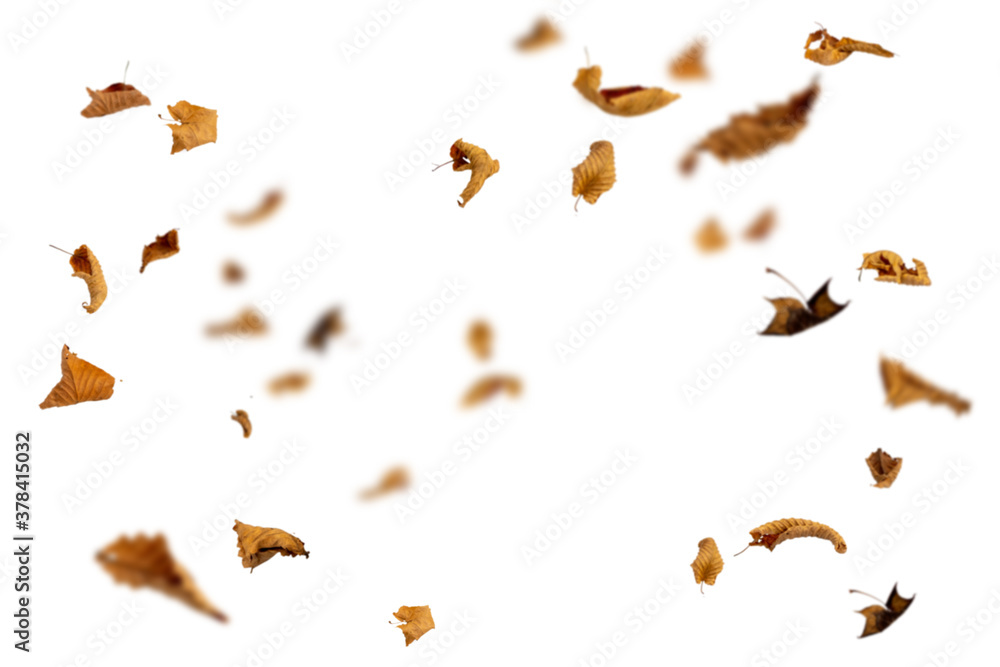 Dry autumn falling leaves on white background