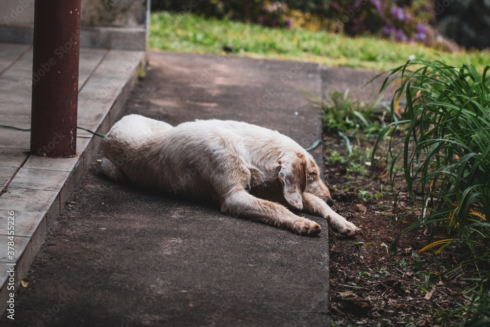 cão