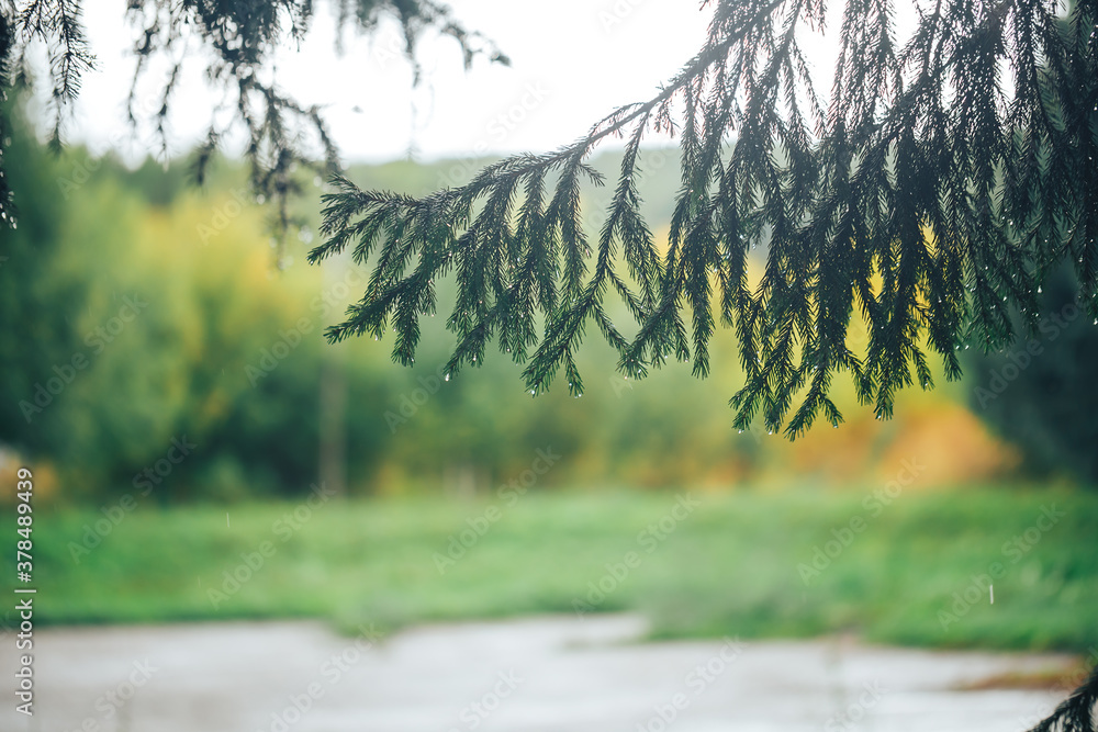 Close-up of a Christmas tree branch, on the branches there are drops of morning dew or raindrops, se