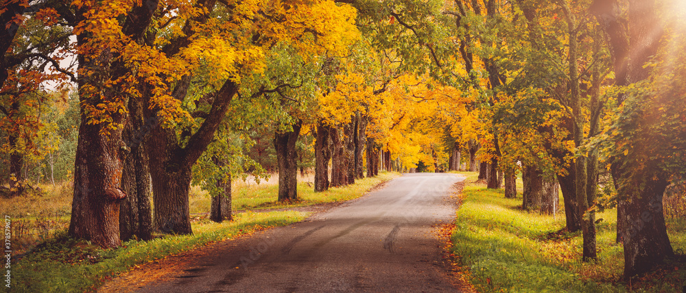 old asphalt road with beautiful trees in autumn