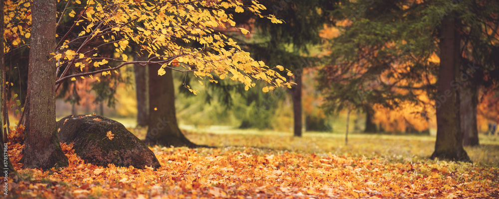 trees with multicolored leaves on the grass in the park