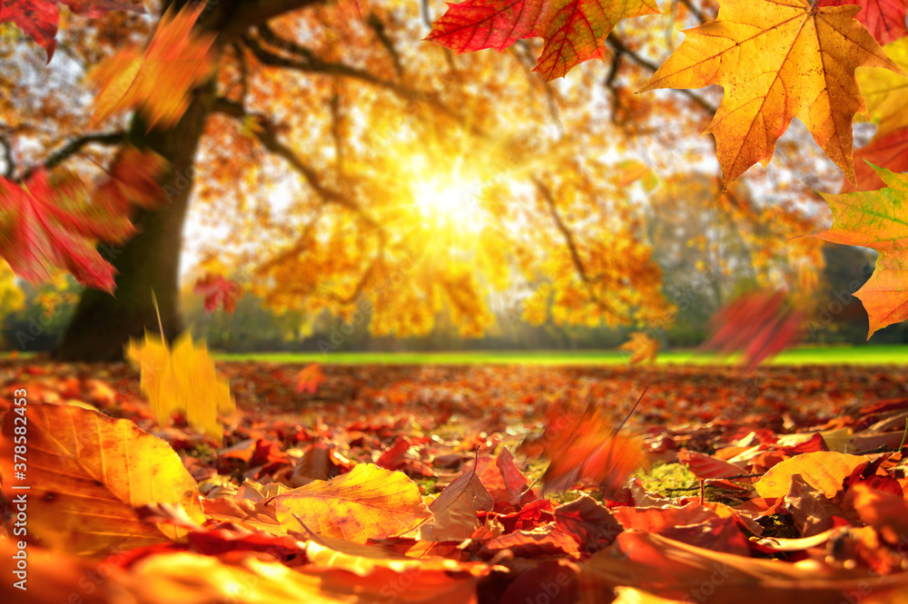 Lively closeup of autumn leaves falling on the ground in a park, with a majestic oak tree on a meado