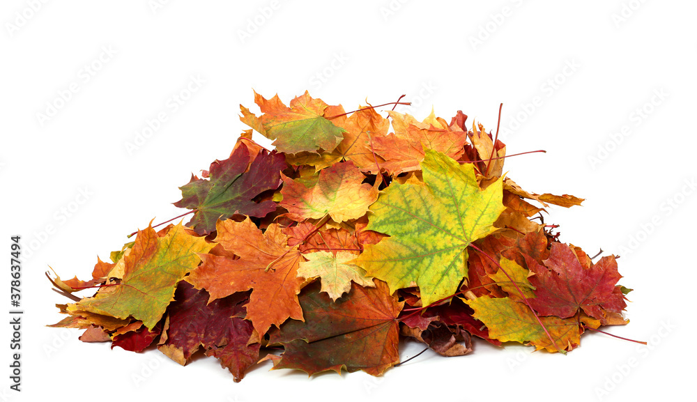 Pile of autumn colored leaves isolated on white background.A heap of different maple dry leaf .Red a