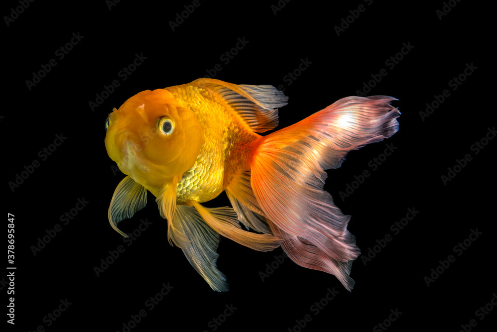  Goldfish isolated on black background.