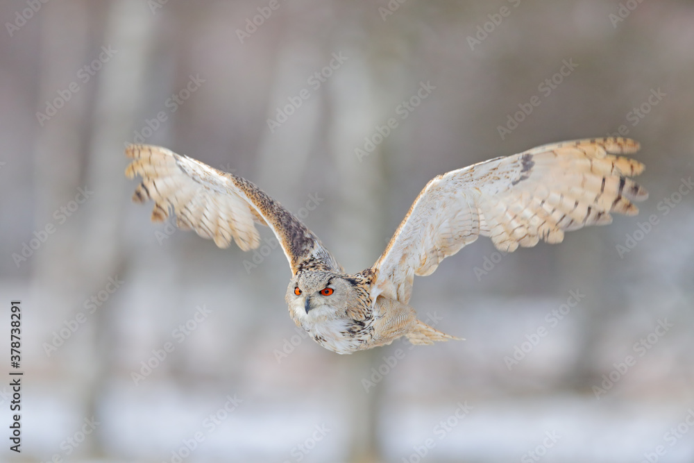 Flight of Eastern Siberian Eagle Owl. Birch tree with beautiful animal. Bird from Russia. Winter sce