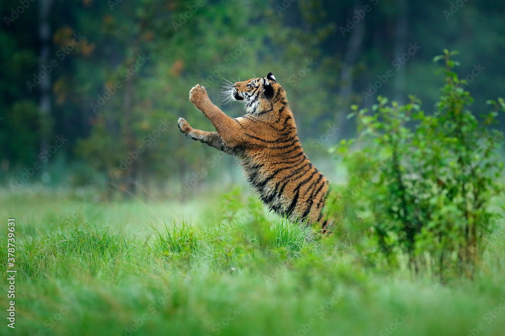 Siberian tiger in nature forest habitat, foggy morning. Amur tiger playing with larch tree in green 