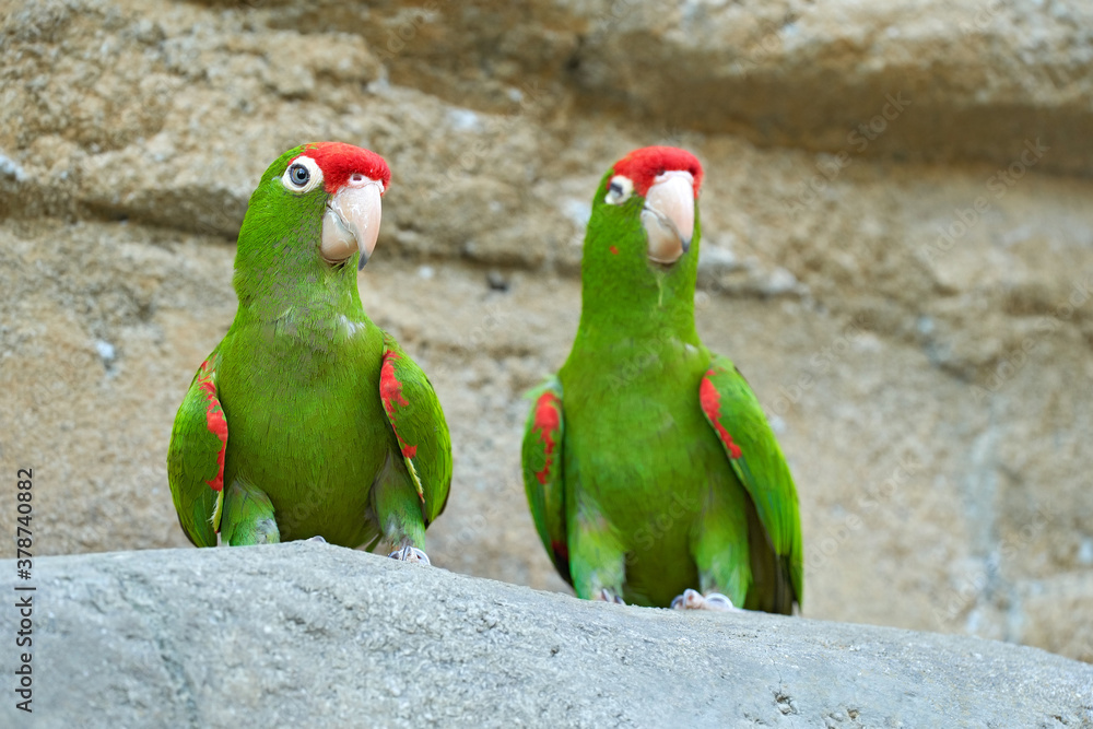 Green and red parrot. Cordilleran parakeet, long-tailed South American species of parrot. It is foun