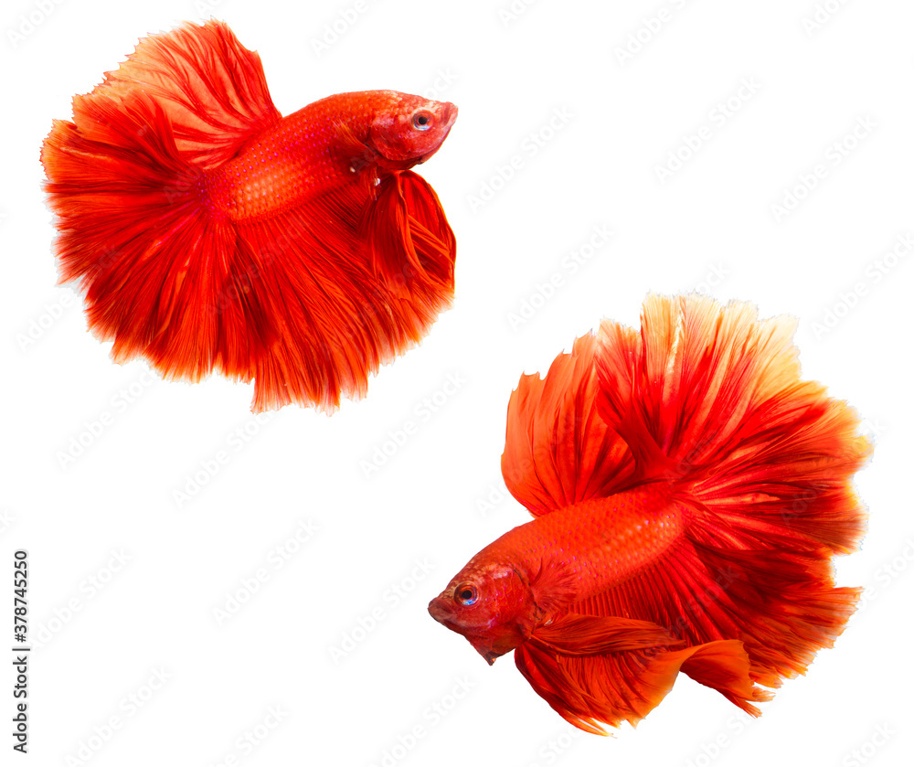 Red Halfmoon Betta splendens or siamese fighting fish isolated on white background