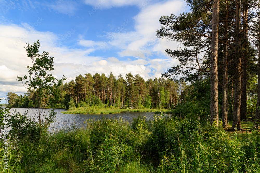 Northern landscape. Spruce forest on the lake shore in summer sunny day