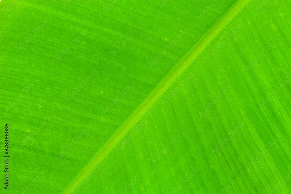 Macro of banana leaf for background and nature design.