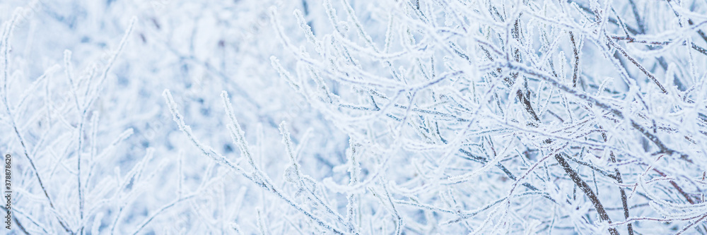 Snow and rime ice on the branches of bushes. Beautiful winter background with trees covered with hoa