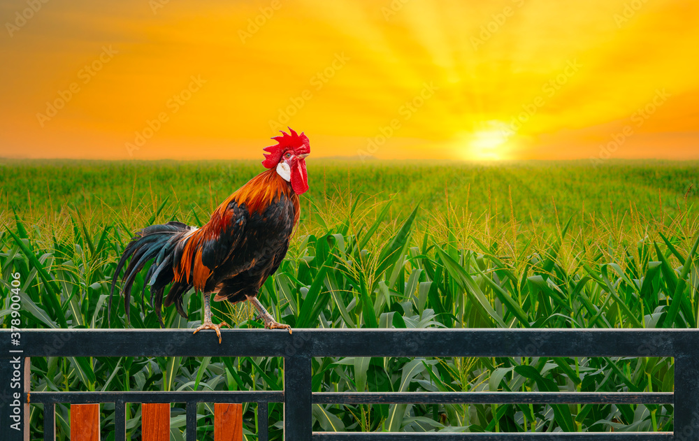 one rooster on house fence with green corn field and sunrise in the morning