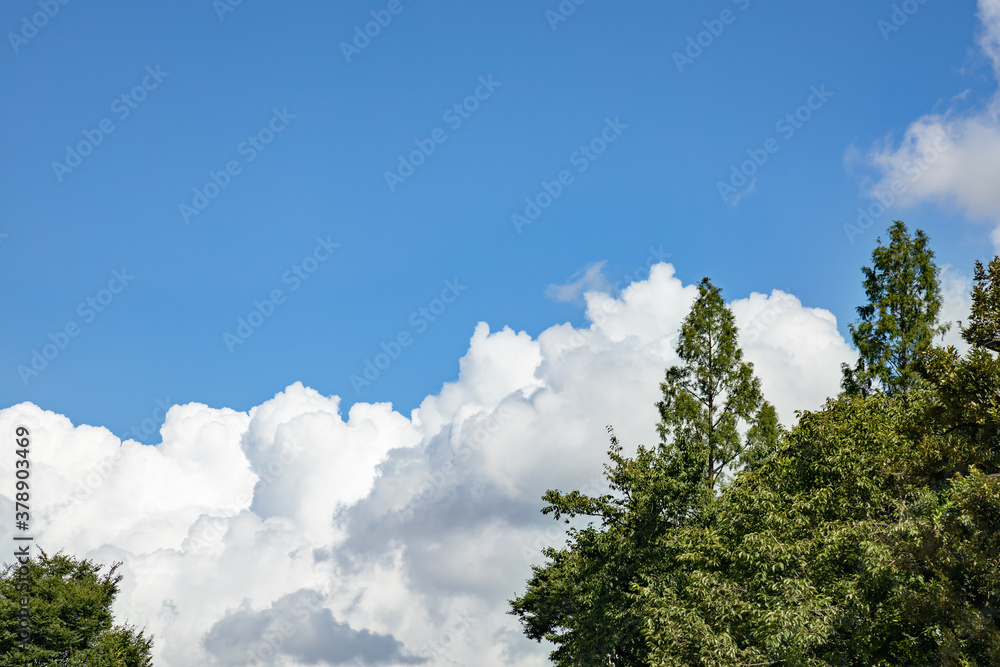 青空と新緑と雲