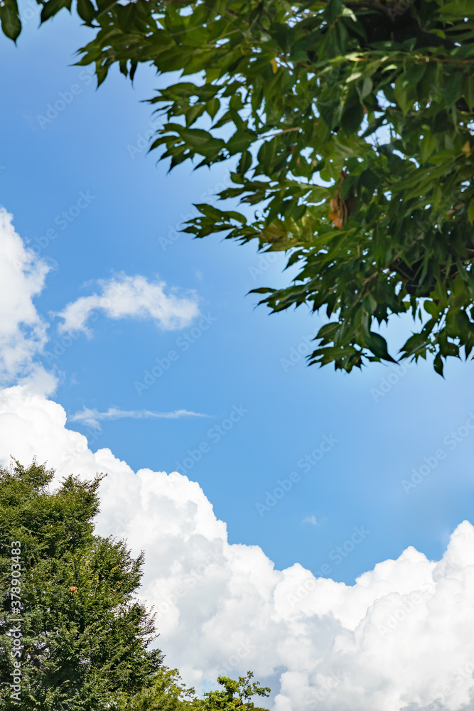 青空と新緑と雲