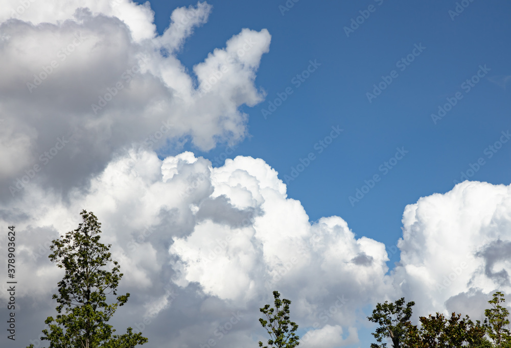 青空と新緑と雲