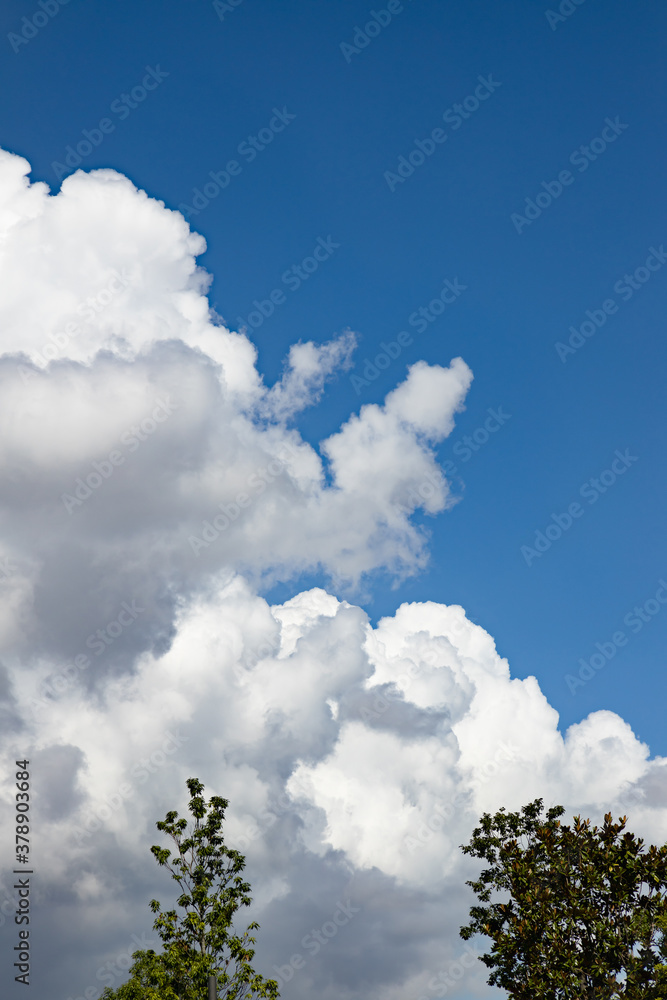 青空と新緑と雲