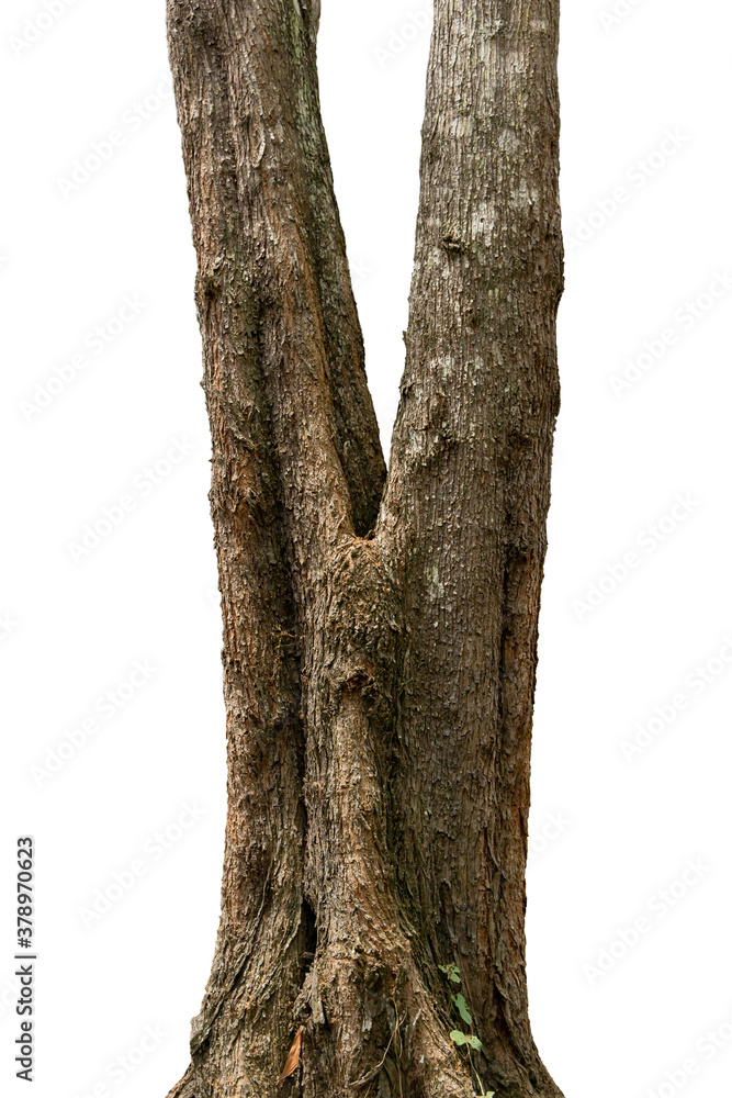 closeup tree trunks isolate on white background