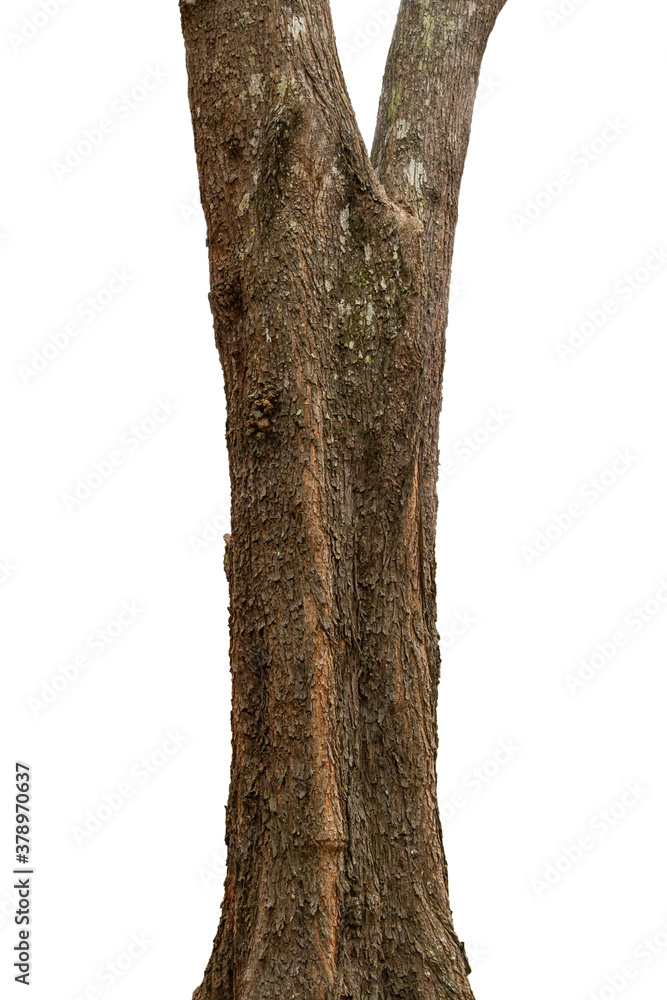 closeup tree trunks isolate on white background