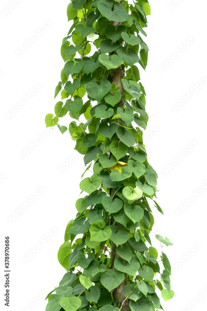 green ivy plant isolate on white background