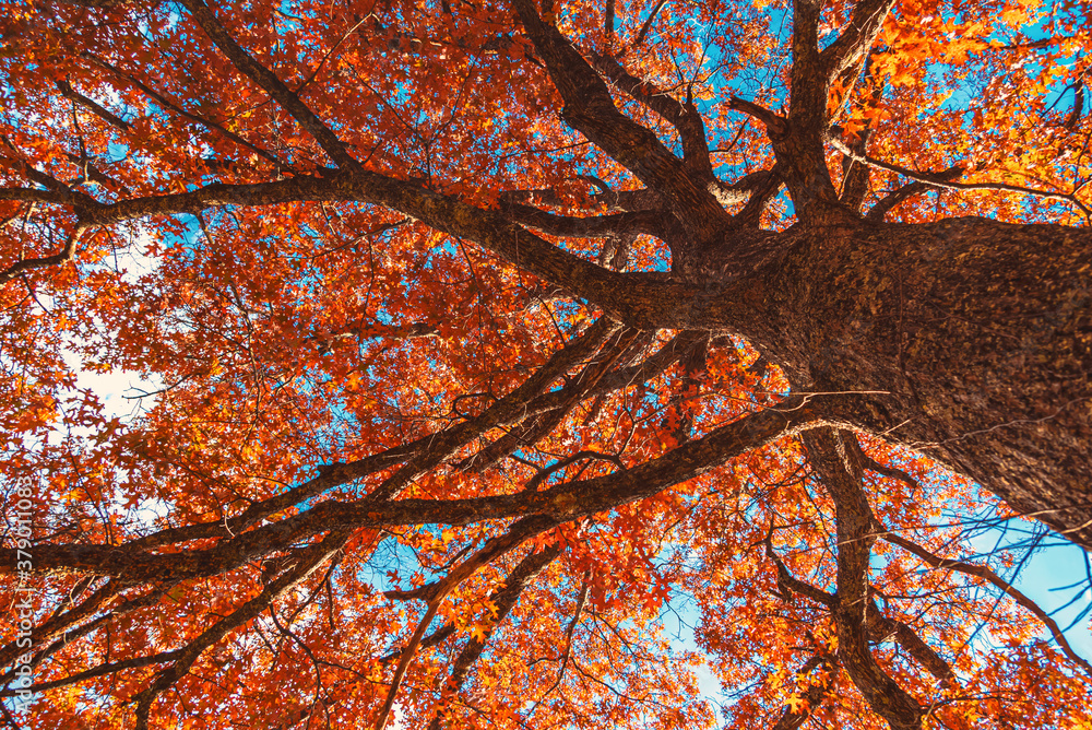 Forest tree with colorful autumn leaves in the Blue Ridge Mountains