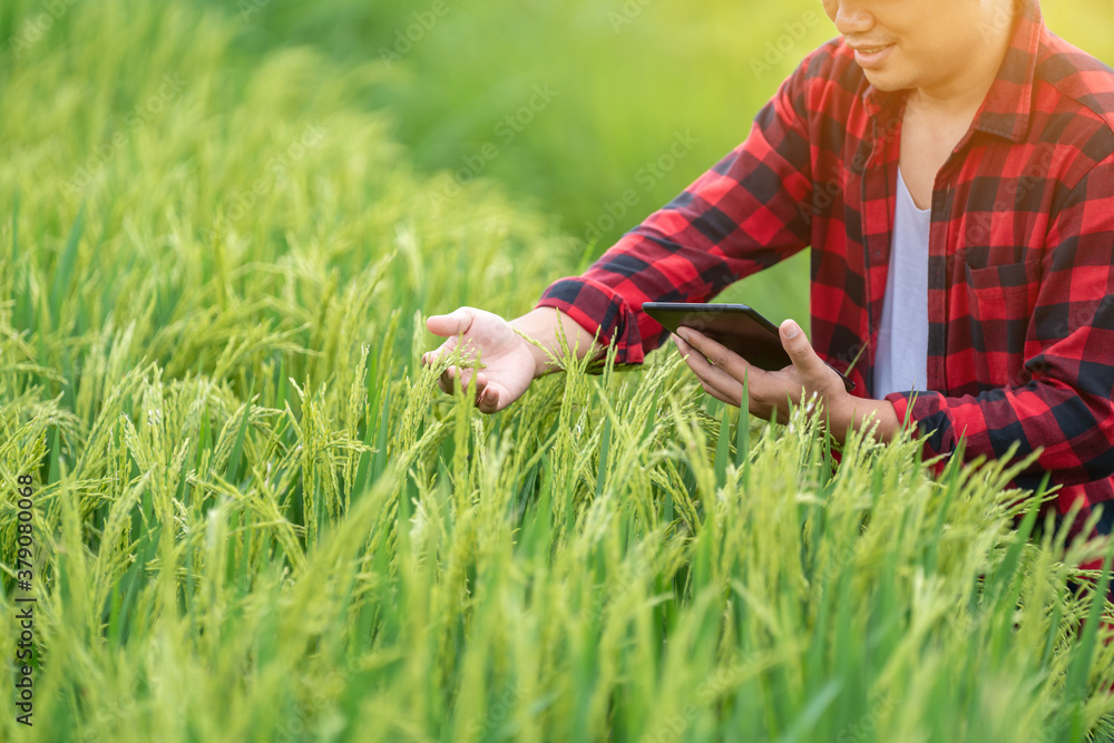 Close up hand of farmers is using the research tablet and studying the development of rice varieties