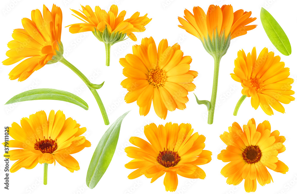 Collection of calendula (marigold) plant flowers and leaves isolated on white background