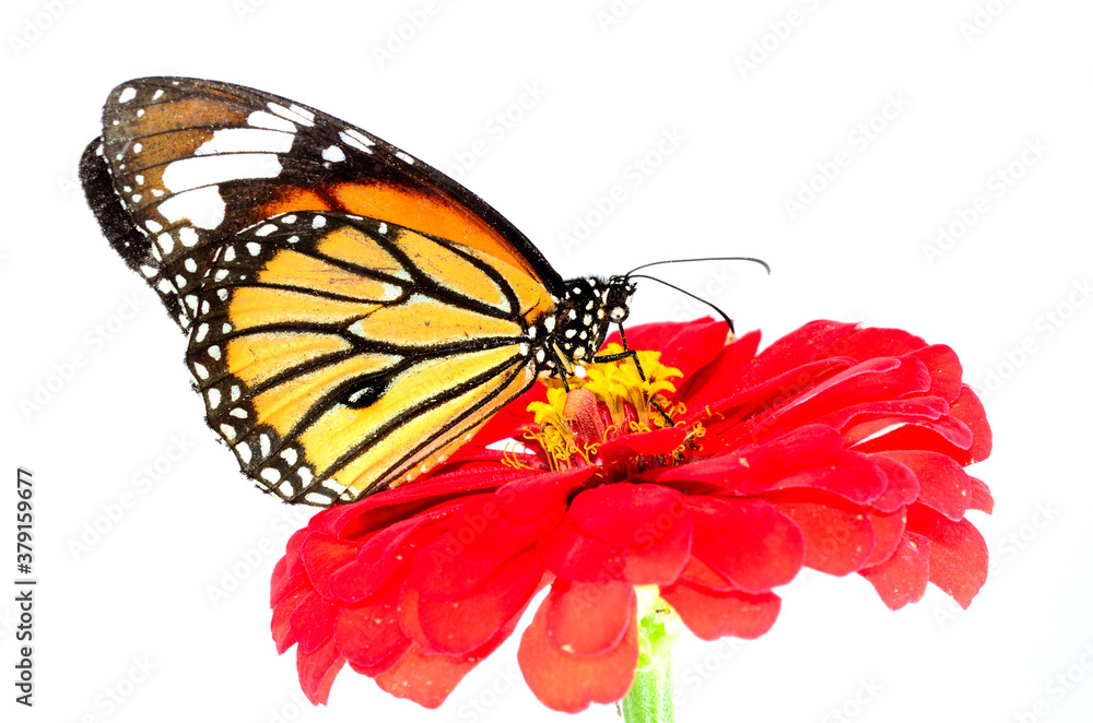 Beautiful Common Tiger Butterfly perching on colorful red flower