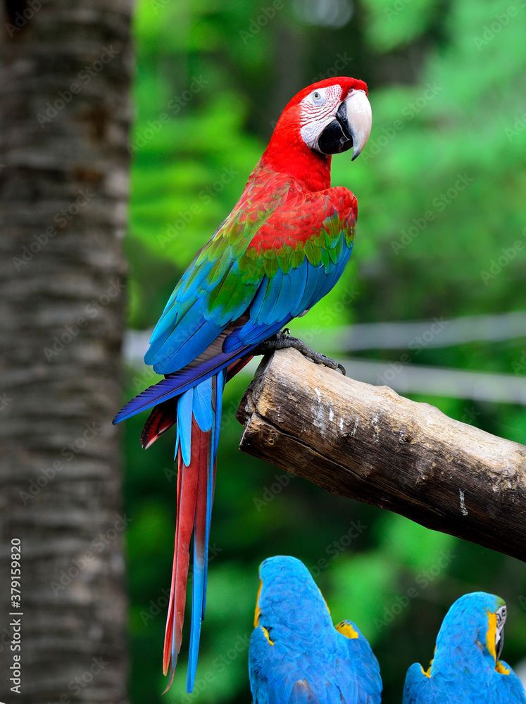 Beautiful Green-winged Macaw perching on a branch